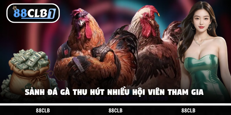 Sảnh đá gà thu hút nhiều hội viên tham gia