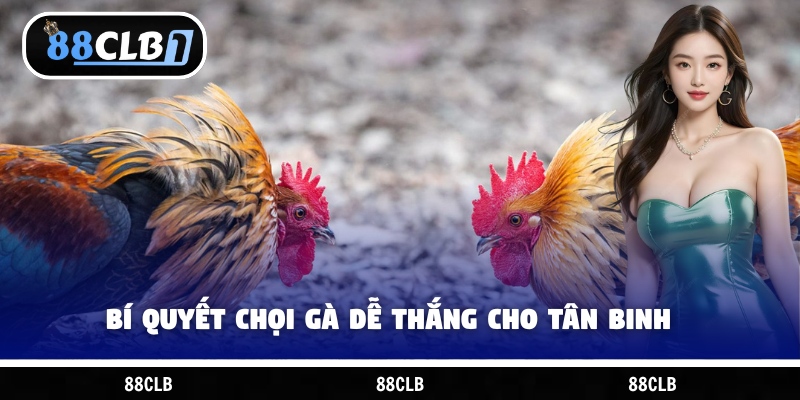 Bí quyết chọi gà dễ thắng cho tân binh