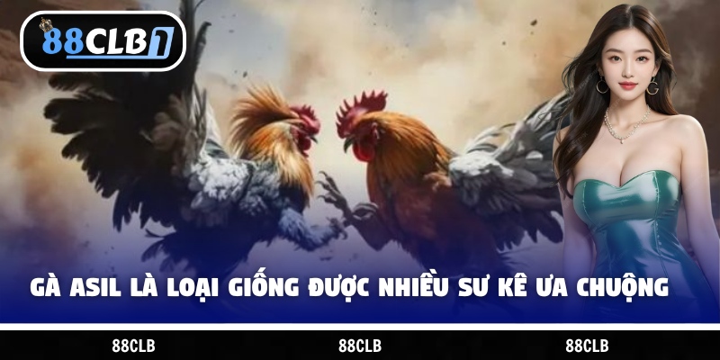 Gà Asil là loại giống được nhiều sư kê ưa chuộng