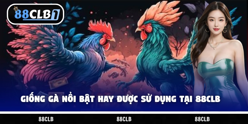 Một số giống gà nổi bật hay được sử dụng tại 88CLB