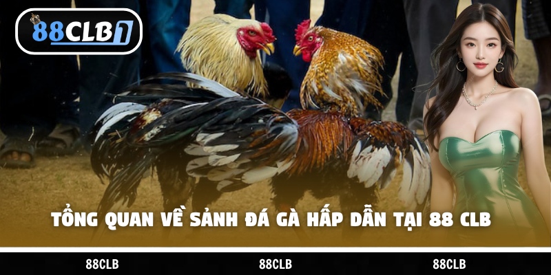 Tổng quan về sảnh đá gà hấp dẫn tại 88 CLB