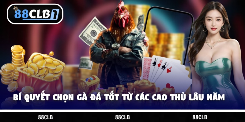 Bí quyết chọn gà đá tốt từ các cao thủ lâu năm