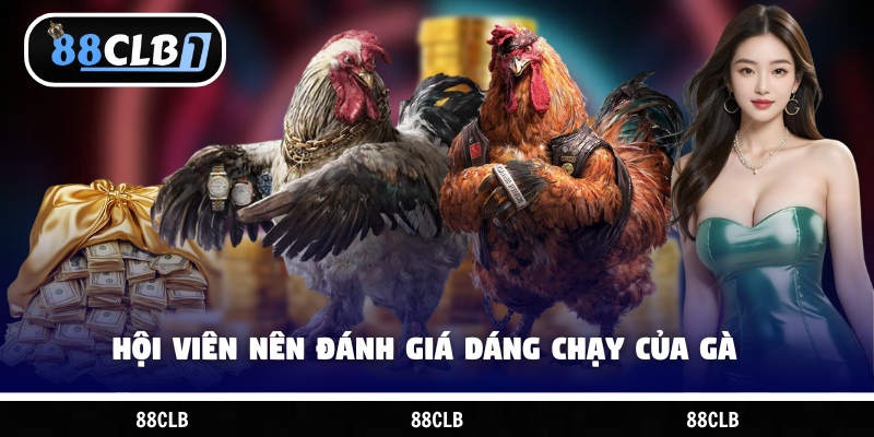 Hội viên nên đánh giá dáng chạy của gà