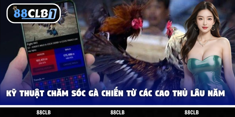 Kỹ thuật chăm sóc gà chiến từ các cao thủ lâu năm