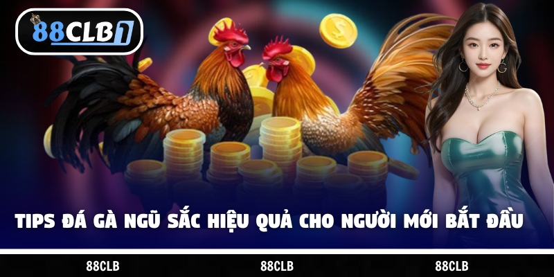 Tips đá gà ngũ sắc hiệu quả cho người mới bắt đầu