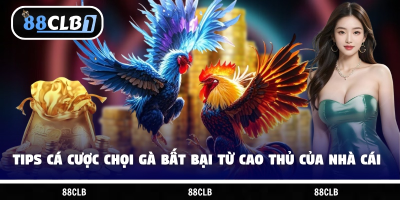 Tips cá cược chọi gà bất bại từ cao thủ của nhà cái