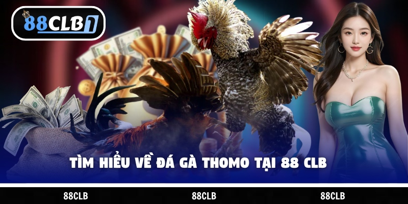 Tìm hiểu về đá gà Thomo tại 88 CLB