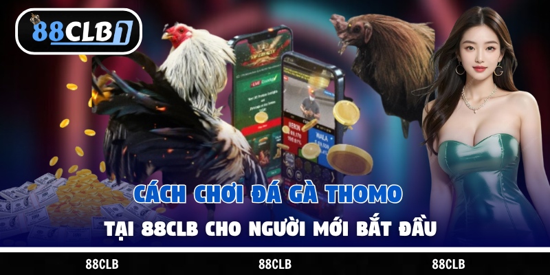 Cách Chơi Đá Gà Thomo Tại 88Clb Cho Người Mới Bắt Đầu
