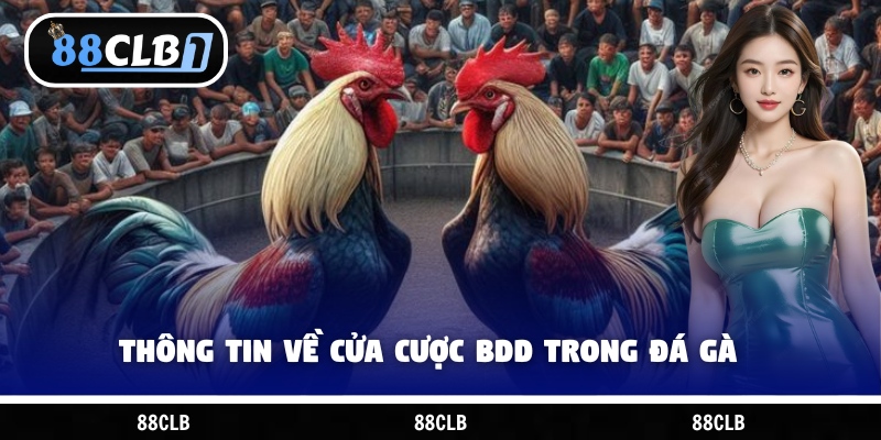 Thông tin về cửa cược BDD trong đá gà