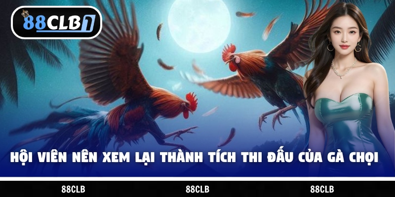 Hội viên nên xem lại thành tích thi đấu của gà chọi