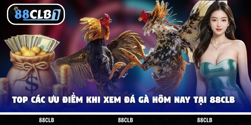 Top các ưu điểm khi xem đá gà hôm nay tại 88CLB